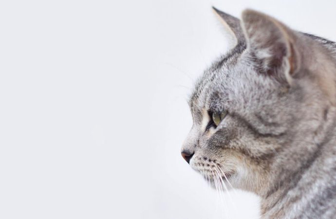 Почему кошки двигают ушами независимо друг от друга