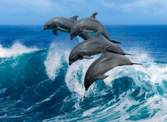 Дельфіни та війна: чому гинуть морські жителі та як їм допомогти