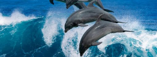 Дельфины и война: почему гибнут морские млекопитающие и как им помочь