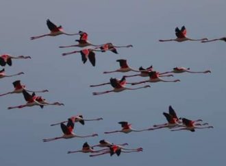 Розовые птицы стали изюминкой национального парка в Одесской области (фото)