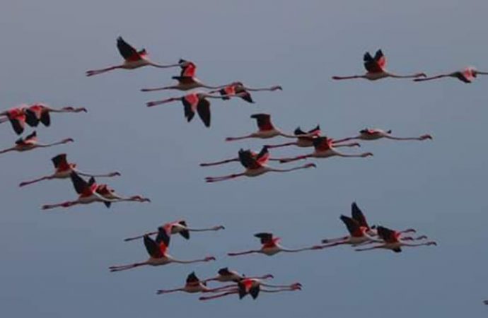Рожеві птахи стали родзинкою національного парку на Одещині (фото)