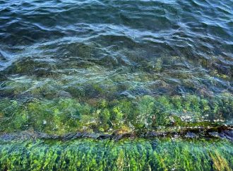 Загрязненная вода постепенно отошла в открытое море и там растворяется: экоактивист (видео)