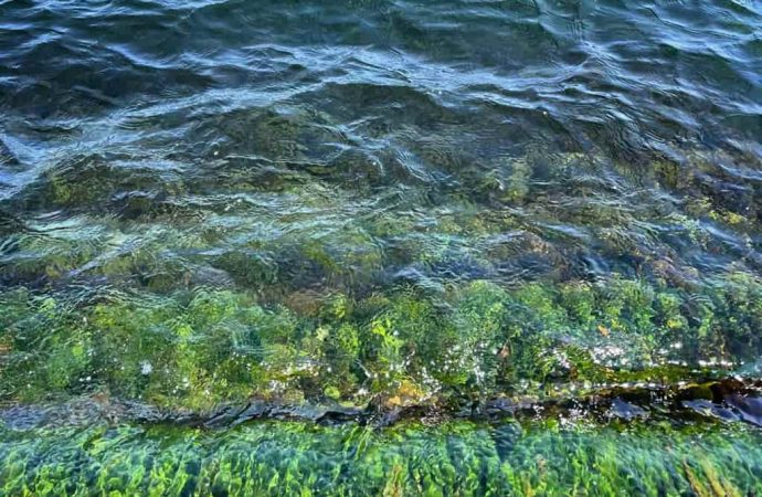 Загрязненная вода постепенно отошла в открытое море и там растворяется: экоактивист (видео)