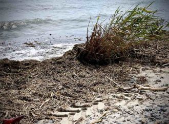 В море у Одессы массово гибнут мидии — экоактивист (видео)