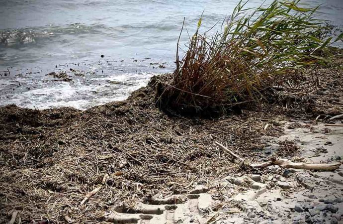 В море у Одессы массово гибнут мидии — экоактивист (видео)
