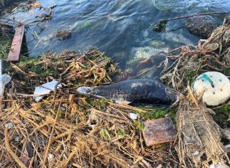 На пляж «Дельфин» в Одессе выбросило труп животного: что произошло?