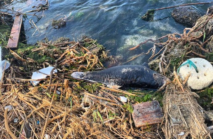 На пляж “Дельфін” в Одесі викинуло труп тварини: що сталося?