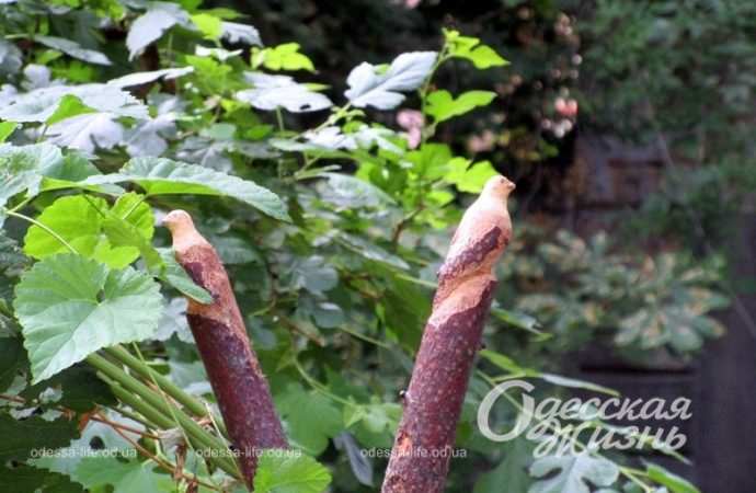 Работы Петра Глебова, птица