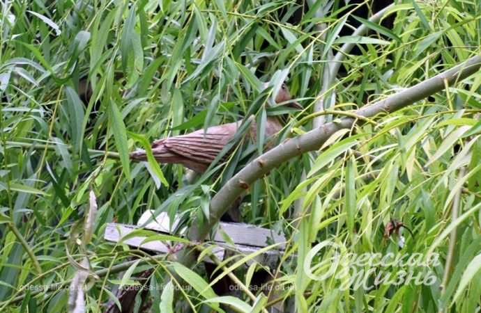 Работы Петра Глебова, птичка