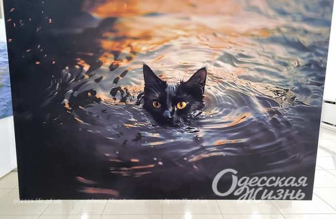 Котик тонет, работа Игоря Гусева