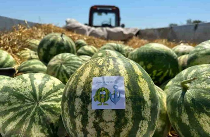 Молодший брат херсонського кавуна: одеські фермери зібрали солодкий урожай (фоторепортаж)