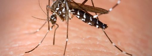 Азиатского тигрового комара заметили в Одессе: чем он опасен