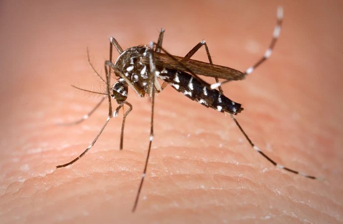 Азиатского тигрового комара заметили в Одессе: чем он опасен