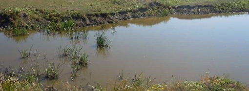 На Одещині водоканал забруднив річку Тилігул та незаконно відбирав воду (відео)