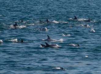 Чорне море стало місцем масової загибелі дельфінів: причини