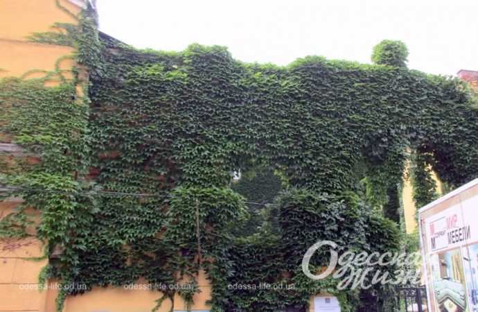 дом с плющом