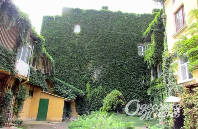 дом с плющом