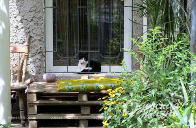 кот на крыльце