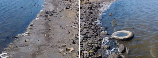 У лимані біля Одеси масово гине риба: в чому причина