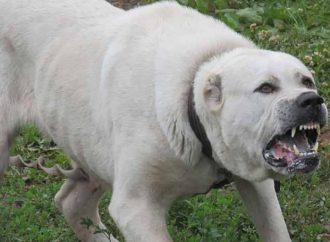 В Одесской области женщину загрыз до смерти собственный пес: подробности (ОБНОВЛЕНО)