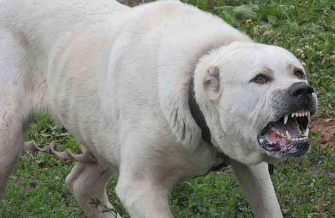 В Одесской области женщину загрыз до смерти собственный пес: подробности (ОБНОВЛЕНО)