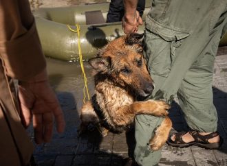 В Одессе ищут дом собаке, спасенной после подрыва Каховской ГЭС