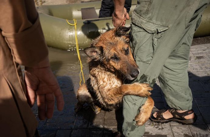 В Одесі шукають будинок собаці, врятованому після підриву Каховської ГЕС