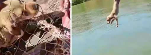 Одесская область: живодер снял на видео, как выбрасывает собаку на середине Дуная (фото, видео)