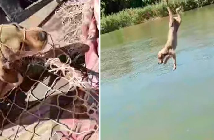 Одеська область: живодер зняв на відео, як викидає собаку на середині Дунаю (фото, відео)
