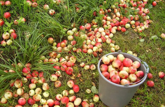 врожай яблук