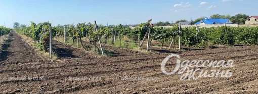 Вино – будет! В Одесской области начали сбор урожая винограда (фоторепортаж)