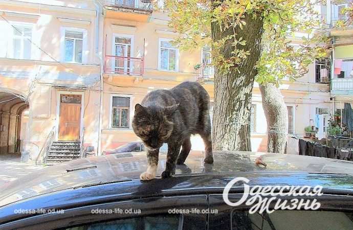 Одесский котик на крыше авто