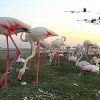 Пламенное чудо: в Одесской области родилось почти две сотни редких птиц