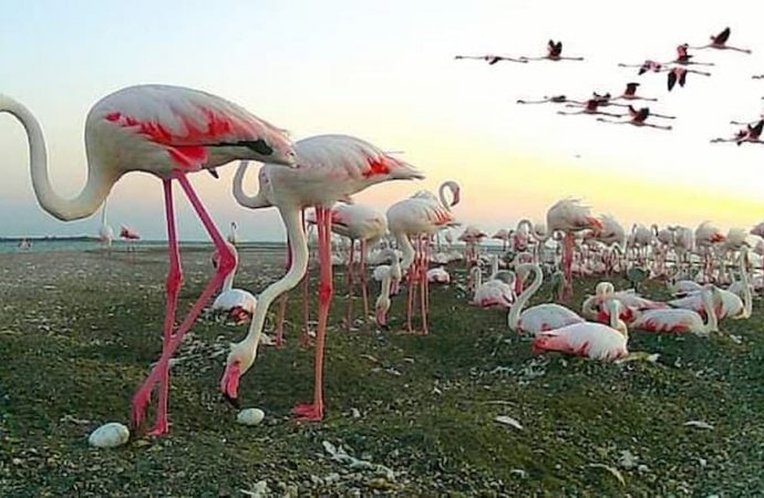 Полум’яне диво: на Одещині народилося майже дві сотні рідкісних птахів