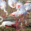 Почему розовые фламинго вынуждены покинуть Тузловские лиманы