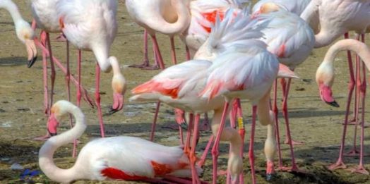 Почему розовые фламинго вынуждены покинуть Тузловские лиманы