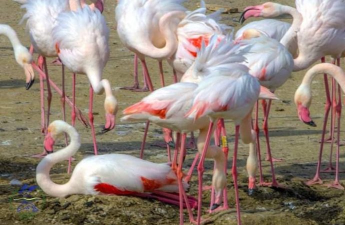 Розовые фламинго снова выбрали для гнездования Одесский регион