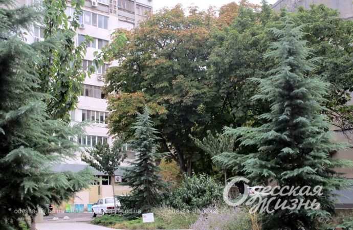 Бульвар Жванецкого