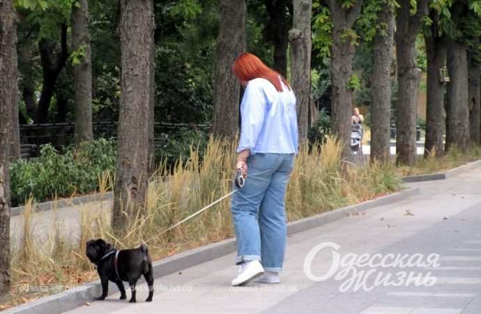 Бульвар Жванецкого