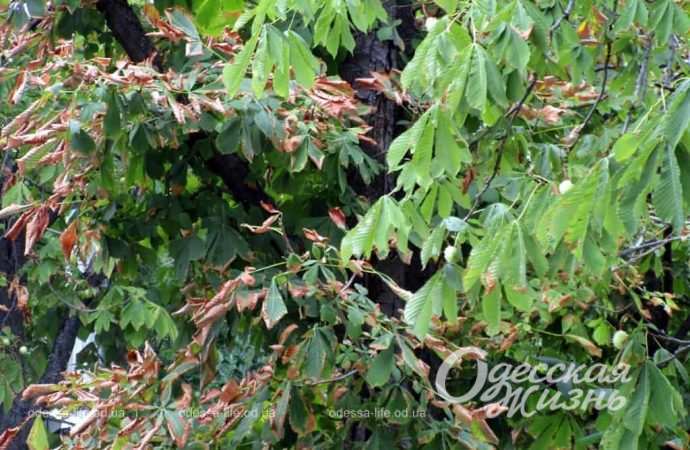 Бульвар Жванецкого