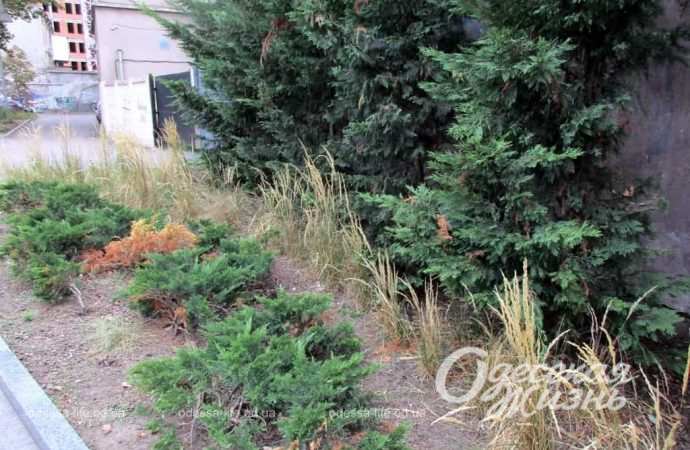 Бульвар Жванецкого