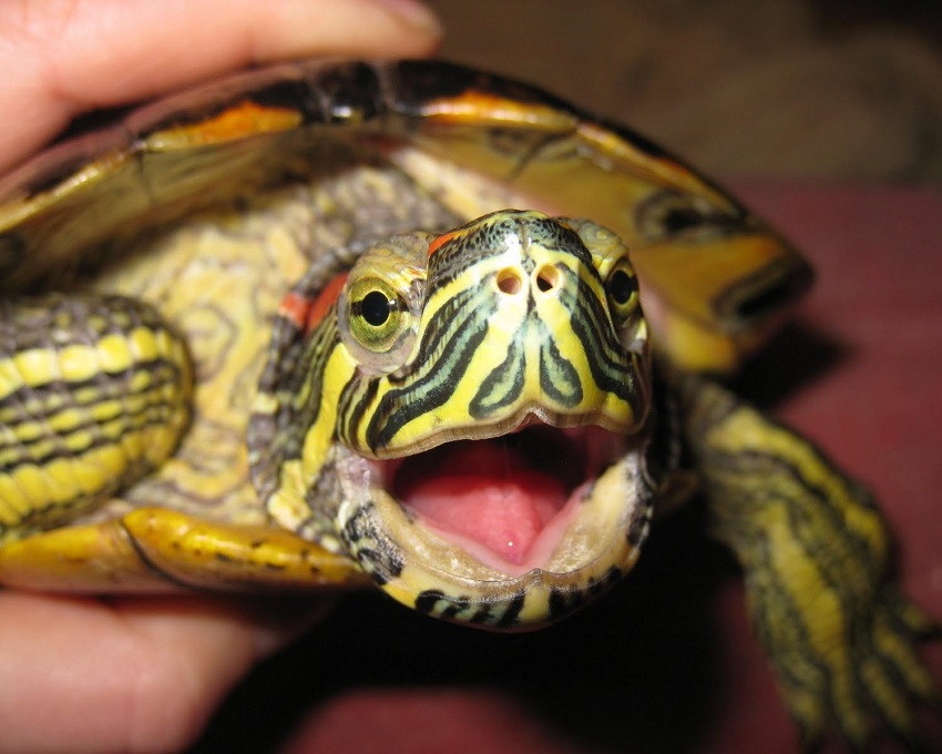 Вопрос по красноухой черепахе