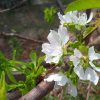 Бабье лето по-одесски: цветут черешня и сирень (фотофакт)