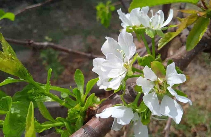 Бабине літо по-одеськи: цвітуть черешня та бузок (фотофакт)