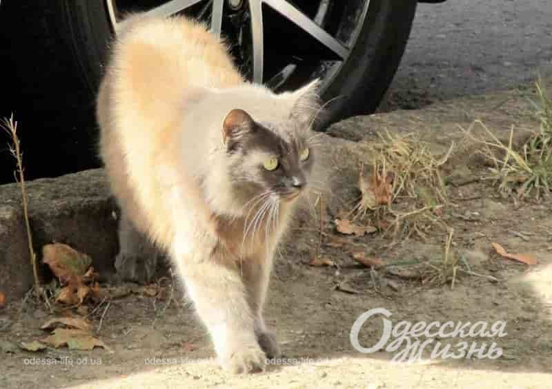 Фото дня: осенний одесский котик