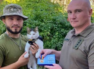 Одеський бойовий кіт Шайба отримав волонтерську нагороду за допомогу тероборонівцям
