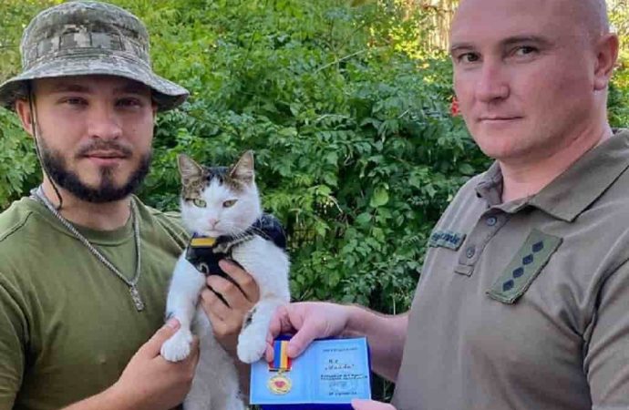 Одесский боевой кот Шайба получил волонтерскую награду за помощь теробороновцам