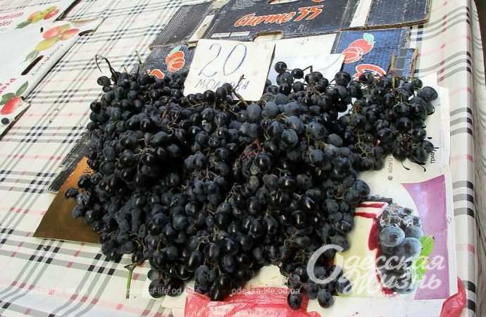 Новый базар. Котова. 21.09.23