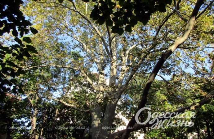 В Пале-Рояле, Одесса2