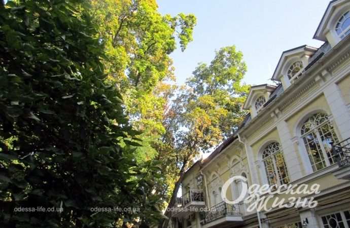 В Пале-Рояле, Одесса5